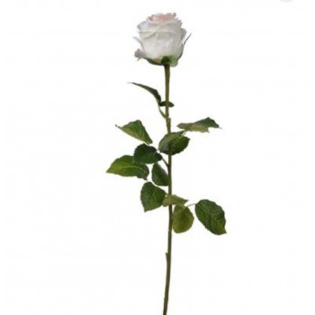 غصن ورد جوري فاخر7696 غصن ورد جوري فاخر7696