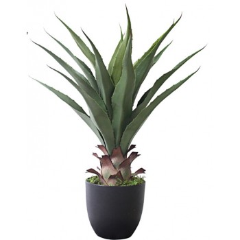 نبتة اوليفيرا صناعي ارتفاع 60cm نبتة اوليفيرا صناعي ارتفاع 60cm