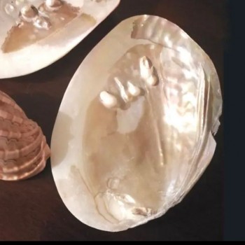 صدف البحر بشكل مميز 3008 صدف البحر بشكل مميز 3008