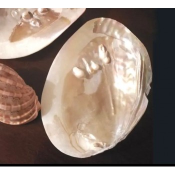 صدف البحر بشكل مميز 3008