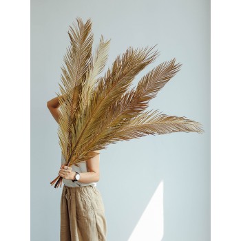 اوراق شجر فولووم سيكاس طبيعيه  -L0847