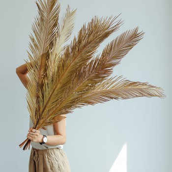 اوراق شجر فولووم سيكاس طبيعيه -L0847 اوراق شجر فولووم سيكاس طبيعيه -L0847